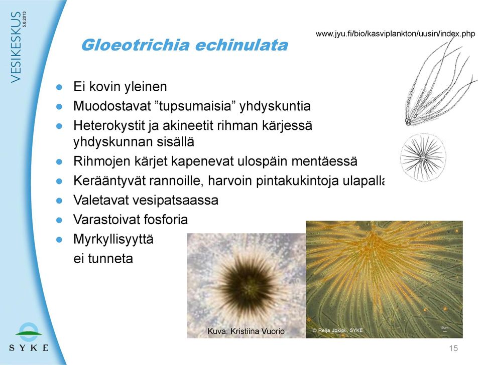 kärjessä yhdyskunnan sisällä Rihmojen kärjet kapenevat ulospäin mentäessä Kerääntyvät