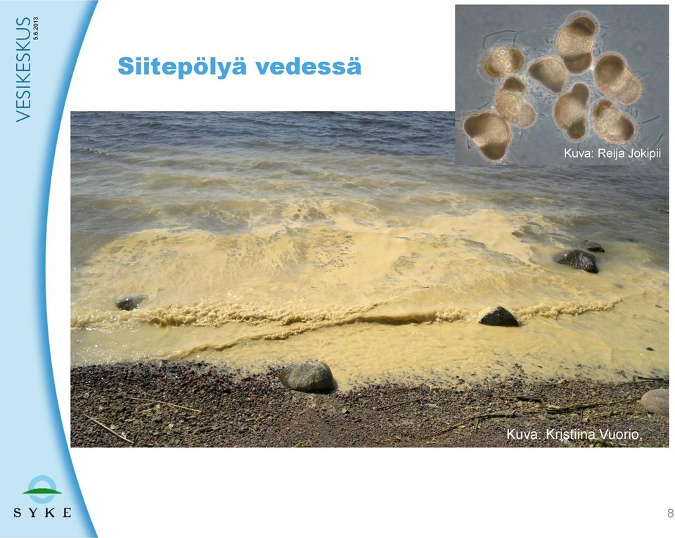 Reija Jokipii