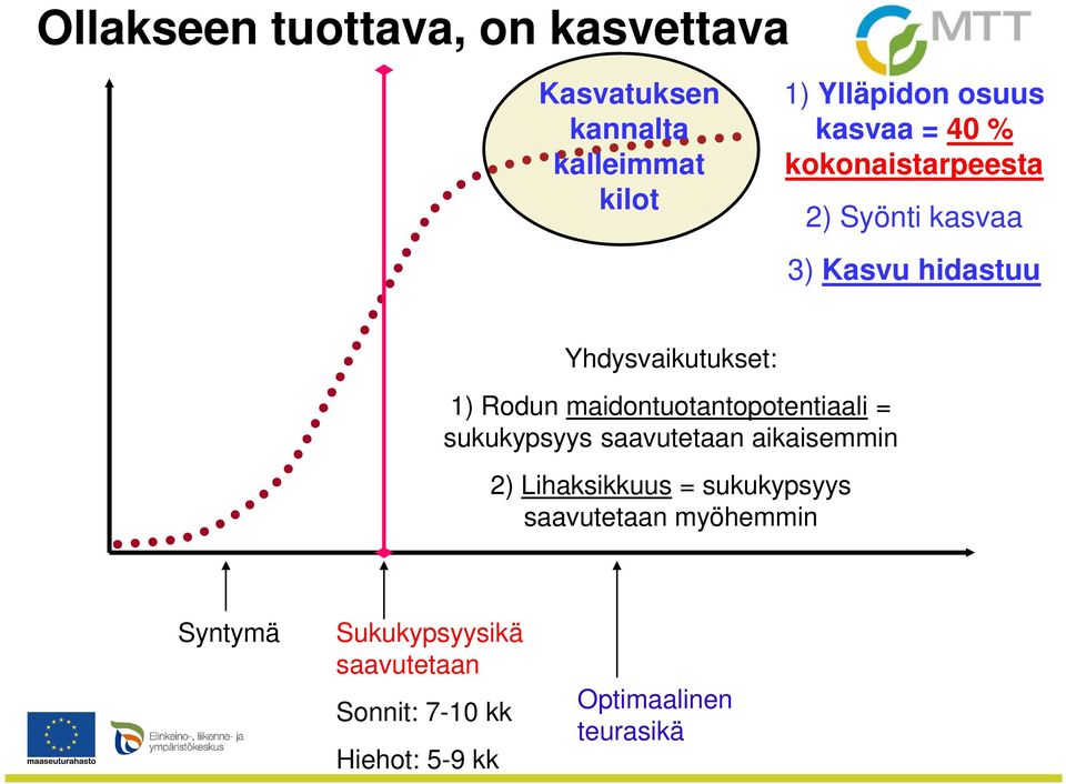 maidontuotantopotentiaali = sukukypsyys saavutetaan aikaisemmin 2) Lihaksikkuus = sukukypsyys