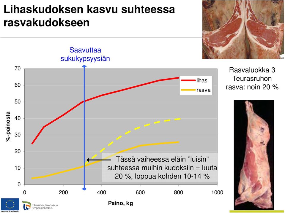 %-painosta 40 30 20 10 0 Tässä vaiheessa eläin luisin suhteessa muihin