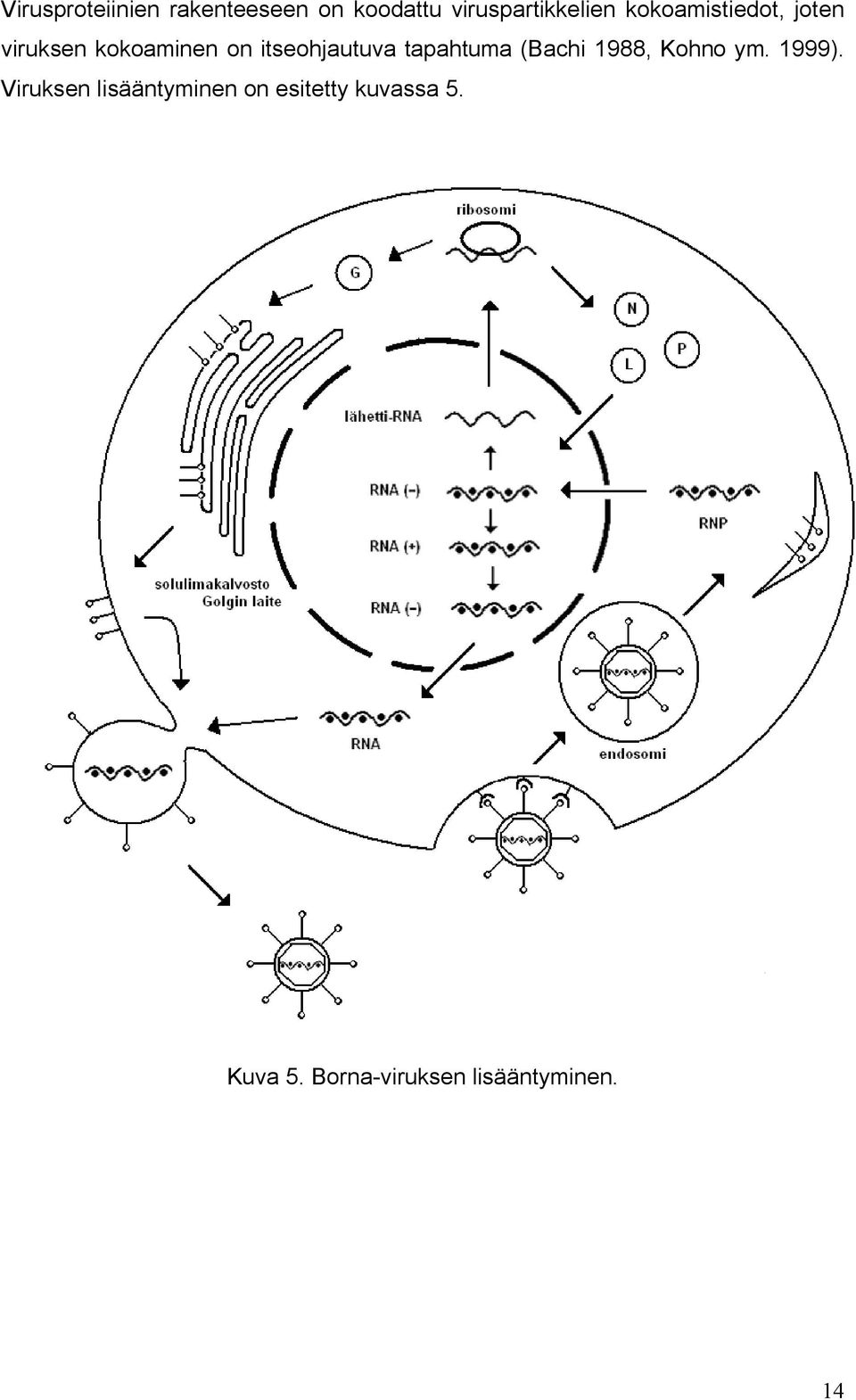 tapahtuma (Bachi 1988, Kohno ym. 1999).