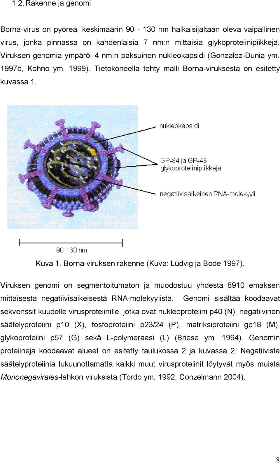 Borna viruksen rakenne (Kuva: Ludvig ja Bode 1997). Viruksen genomi on segmentoitumaton ja muodostuu yhdestä 8910 emäksen mittaisesta negatiivisäikeisestä RNA molekyylistä.