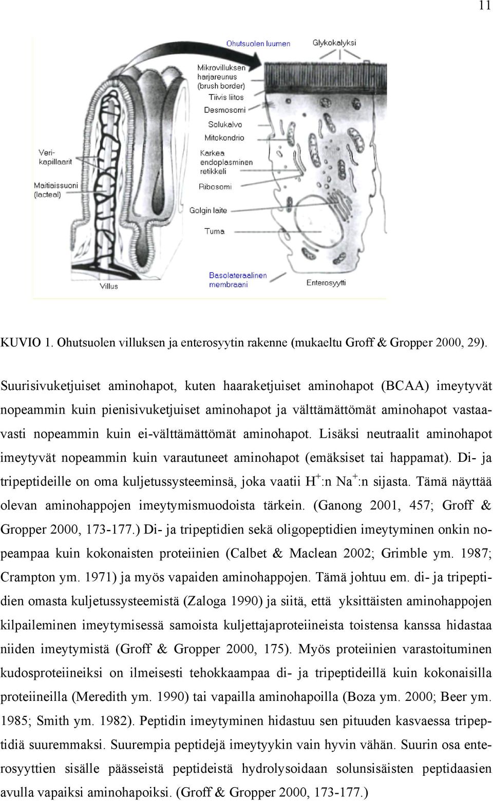 aminohapot. Lisäksi neutraalit aminohapot imeytyvät nopeammin kuin varautuneet aminohapot (emäksiset tai happamat).