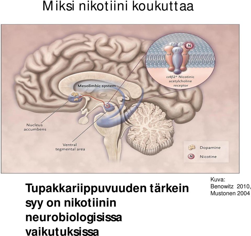 nikotiinin neurobiologisissa