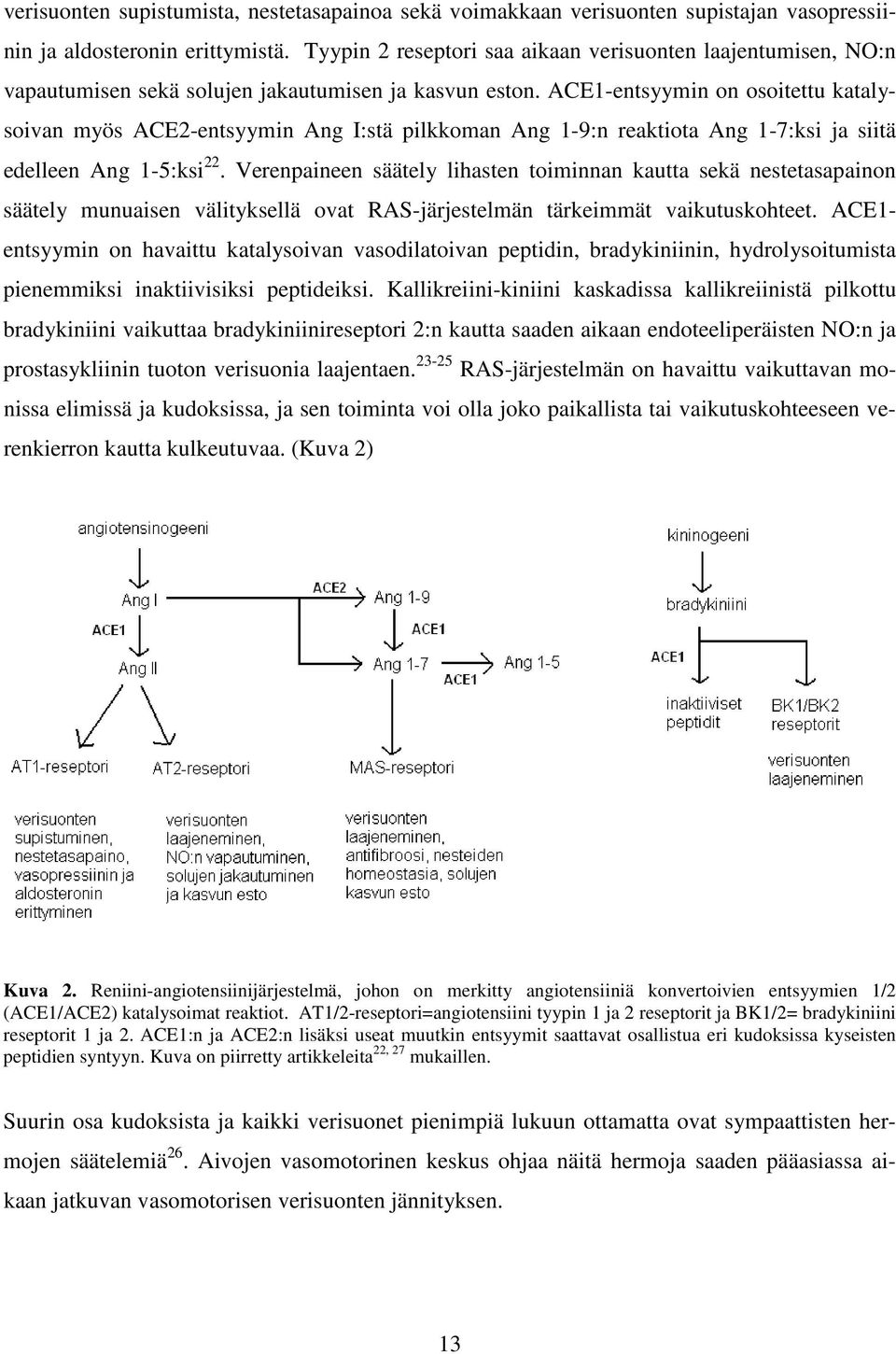 ACE1-entsyymin on osoitettu katalysoivan myös ACE2-entsyymin Ang I:stä pilkkoman Ang 1-9:n reaktiota Ang 1-7:ksi ja siitä edelleen Ang 1-5:ksi 22.