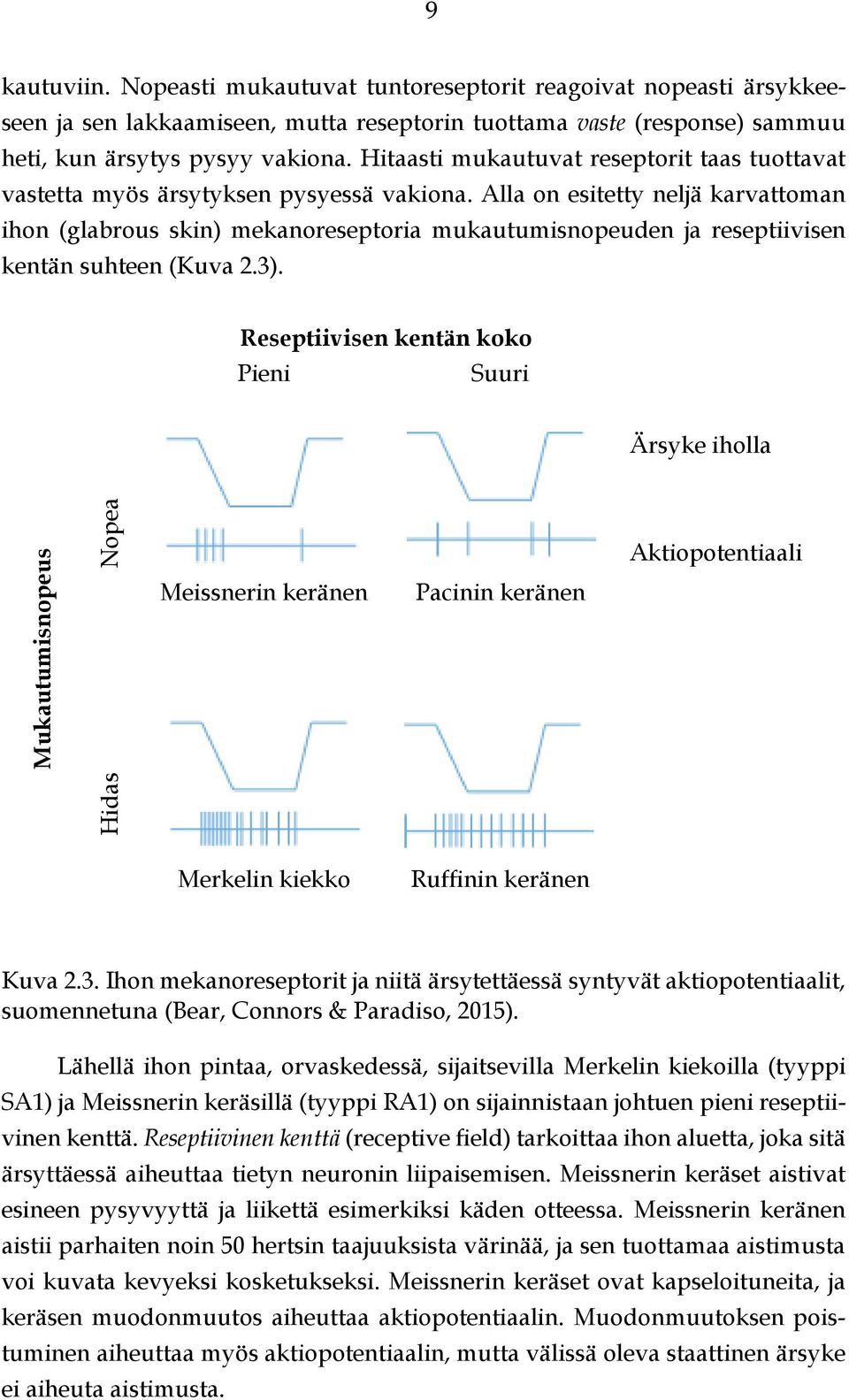 Alla on esitetty neljä karvattoman ihon (glabrous skin) mekanoreseptoria mukautumisnopeuden ja reseptiivisen kentän suhteen (Kuva 2.3).