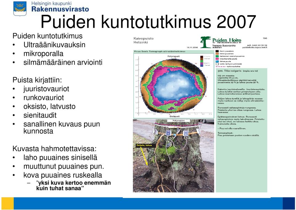 kuvaus puun kunnosta Kuvasta hahmotettavissa: laho puuaines sinisellä muuttunut puuaines pun.