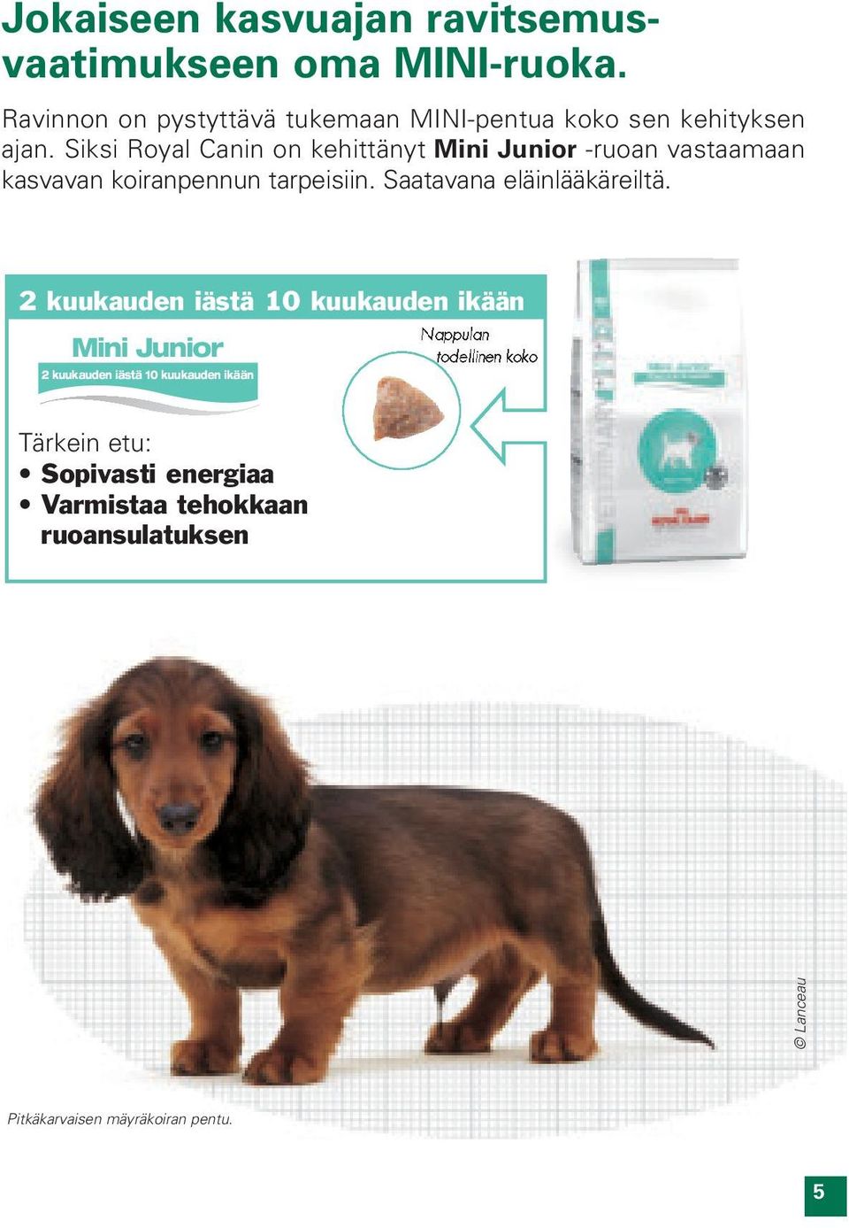 Siksi Royal Canin on kehittänyt Mini Junior -ruoan vastaamaan kasvavan koiranpennun tarpeisiin.