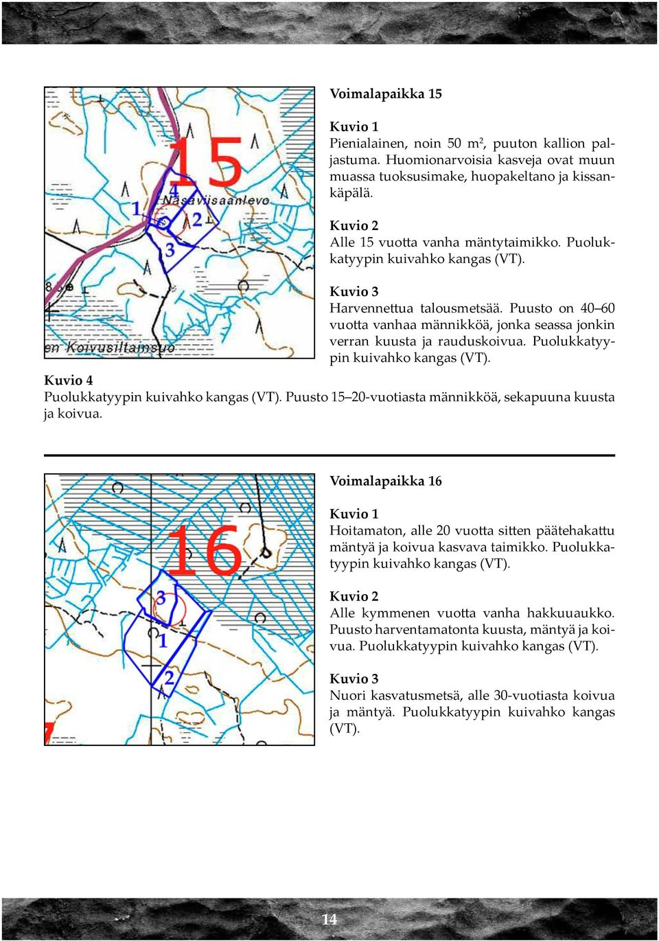 Kuvio 4 Puolukkatyypin kuivahko kangas (VT). Puusto 15 20-vuotiasta männikköä, sekapuuna kuusta ja koivua.