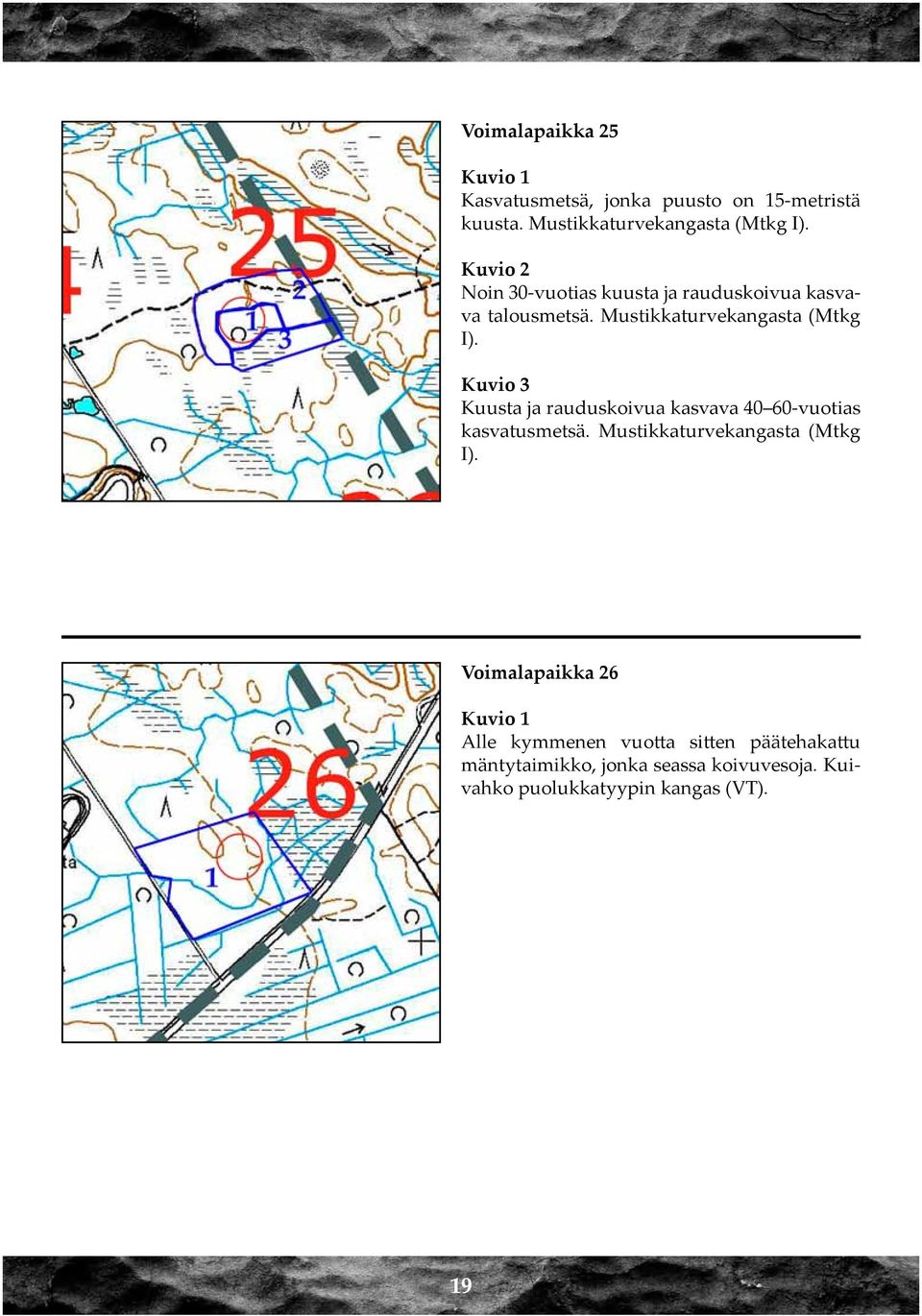 Kuvio 3 Kuusta ja rauduskoivua kasvava 40 60-vuotias kasvatusmetsä. Mustikkaturvekangasta (Mtkg I).