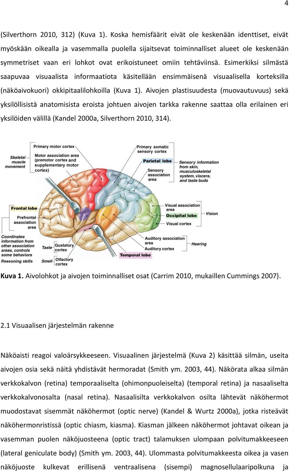 tehtäviinsä. Esimerkiksi silmästä saapuvaa visuaalista informaatiota käsitellään ensimmäisenä visuaalisella korteksilla (näköaivokuori) okkipitaalilohkoilla (Kuva 1).