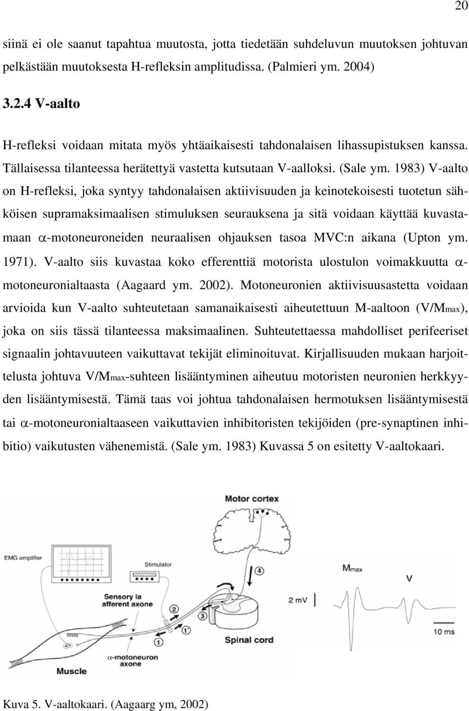 1983) V-aalto on H-refleksi, joka syntyy tahdonalaisen aktiivisuuden ja keinotekoisesti tuotetun sähköisen supramaksimaalisen stimuluksen seurauksena ja sitä voidaan käyttää kuvastamaan