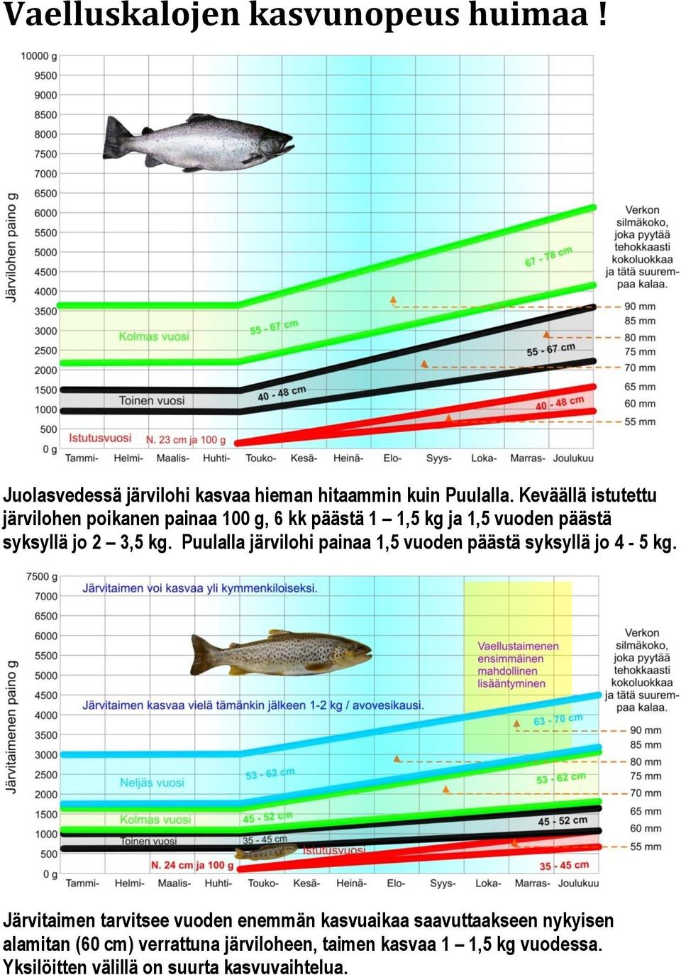 Puulalla järvilohi painaa 1,5 vuoden päästä syksyllä jo 4-5 kg.