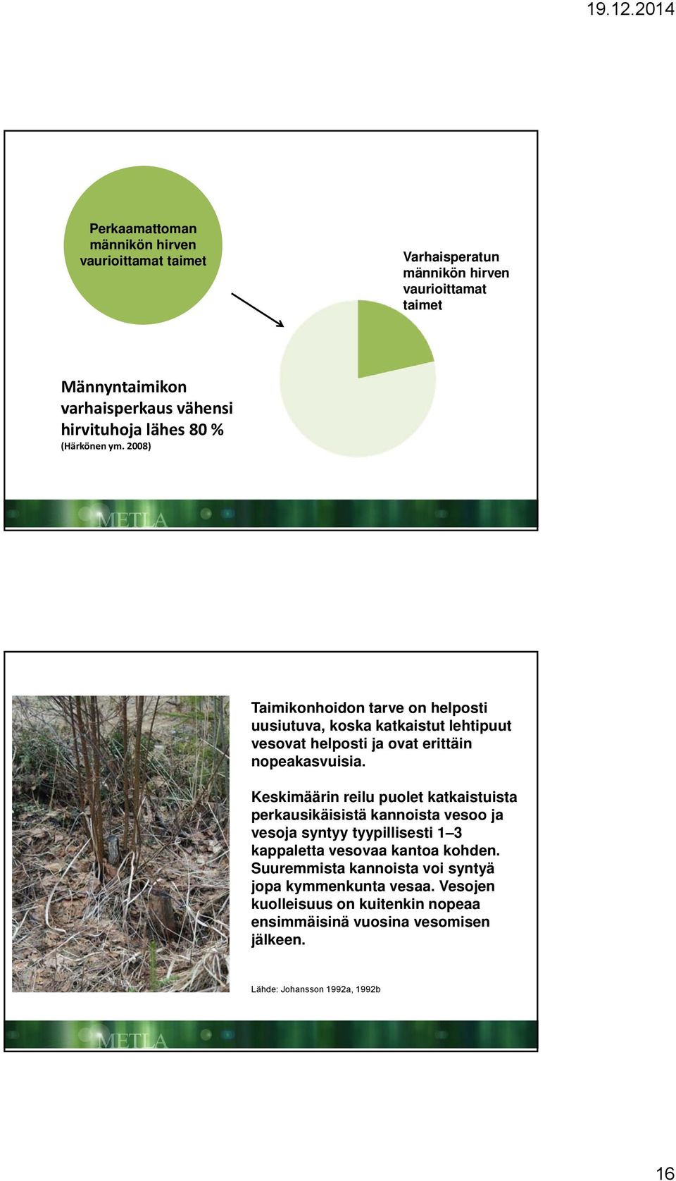 Keskimäärin reilu puolet katkaistuista perkausikäisistä kannoista vesoo ja vesoja syntyy tyypillisesti 1 3 kappaletta vesovaa kantoa kohden.