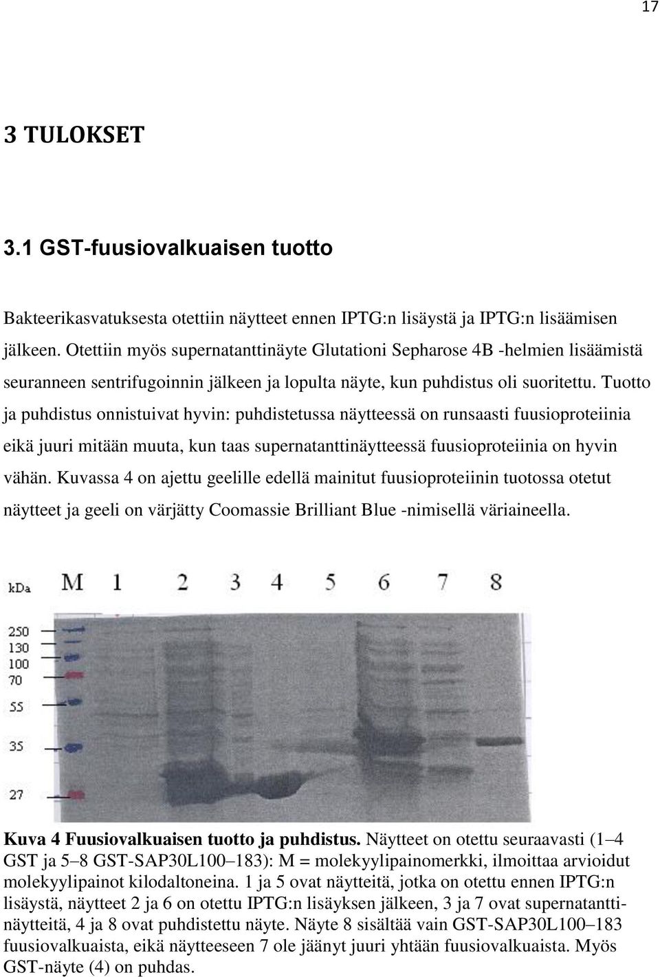 Tuotto ja puhdistus onnistuivat hyvin: puhdistetussa näytteessä on runsaasti fuusioproteiinia eikä juuri mitään muuta, kun taas supernatanttinäytteessä fuusioproteiinia on hyvin vähän.