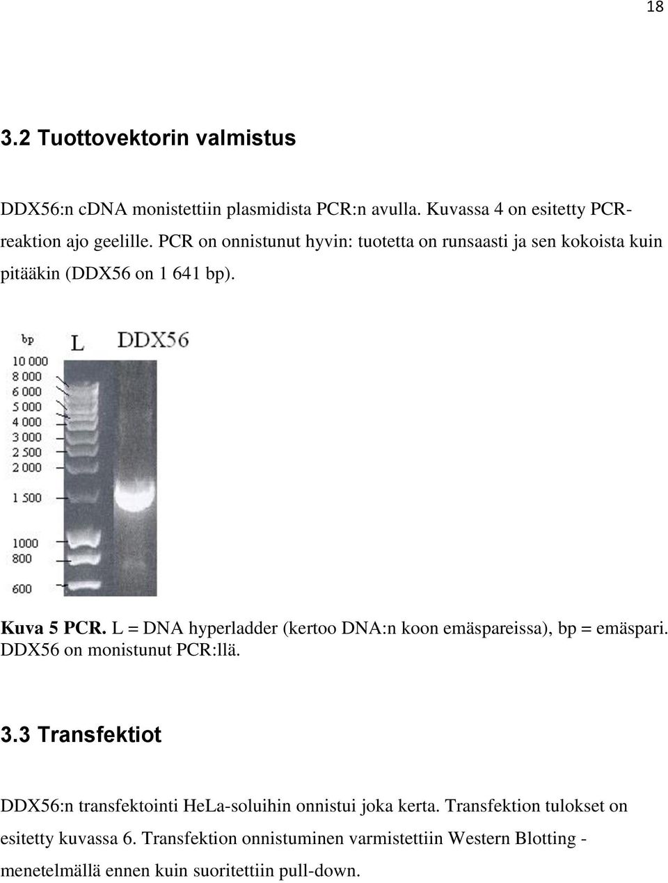 L = DNA hyperladder (kertoo DNA:n koon emäspareissa), bp = emäspari. DDX56 on monistunut PCR:llä. 3.