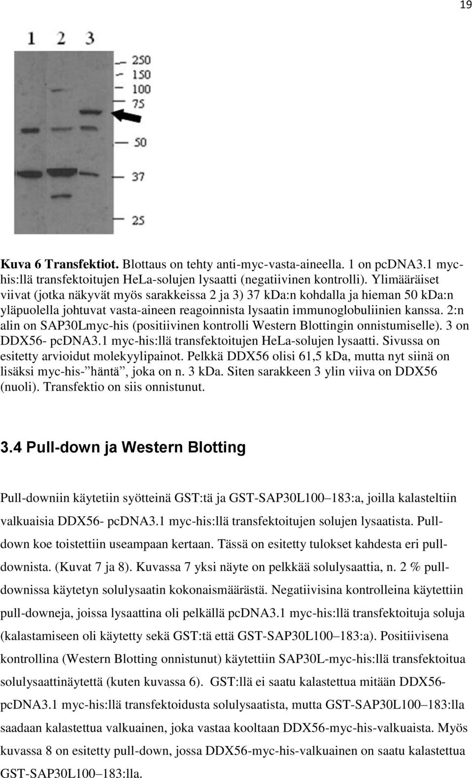 2:n alin on SAP30Lmyc-his (positiivinen kontrolli Western Blottingin onnistumiselle). 3 on DDX56- pcdna3.1 myc-his:llä transfektoitujen HeLa-solujen lysaatti.