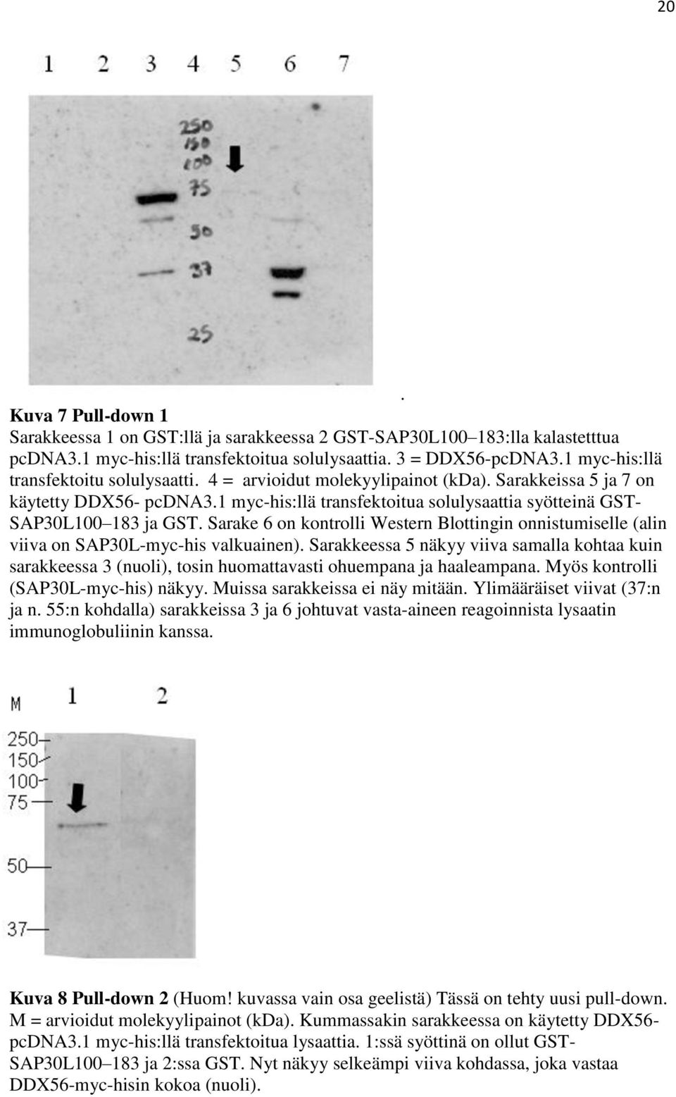 1 myc-his:llä transfektoitua solulysaattia syötteinä GST- SAP30L100 183 ja GST. Sarake 6 on kontrolli Western Blottingin onnistumiselle (alin viiva on SAP30L-myc-his valkuainen).