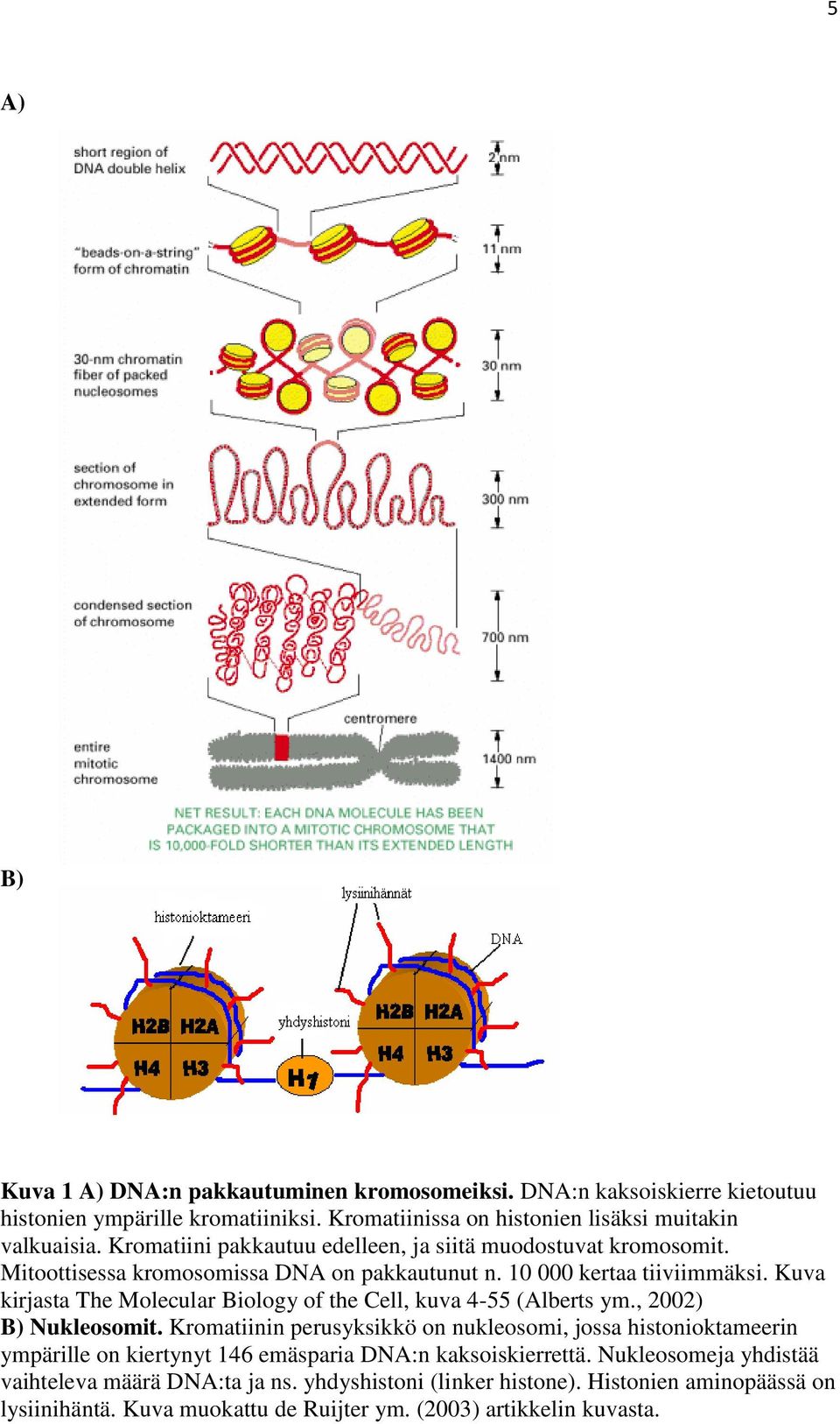 Kuva kirjasta The Molecular Biology of the Cell, kuva 4-55 (Alberts ym., 2002) B) Nukleosomit.