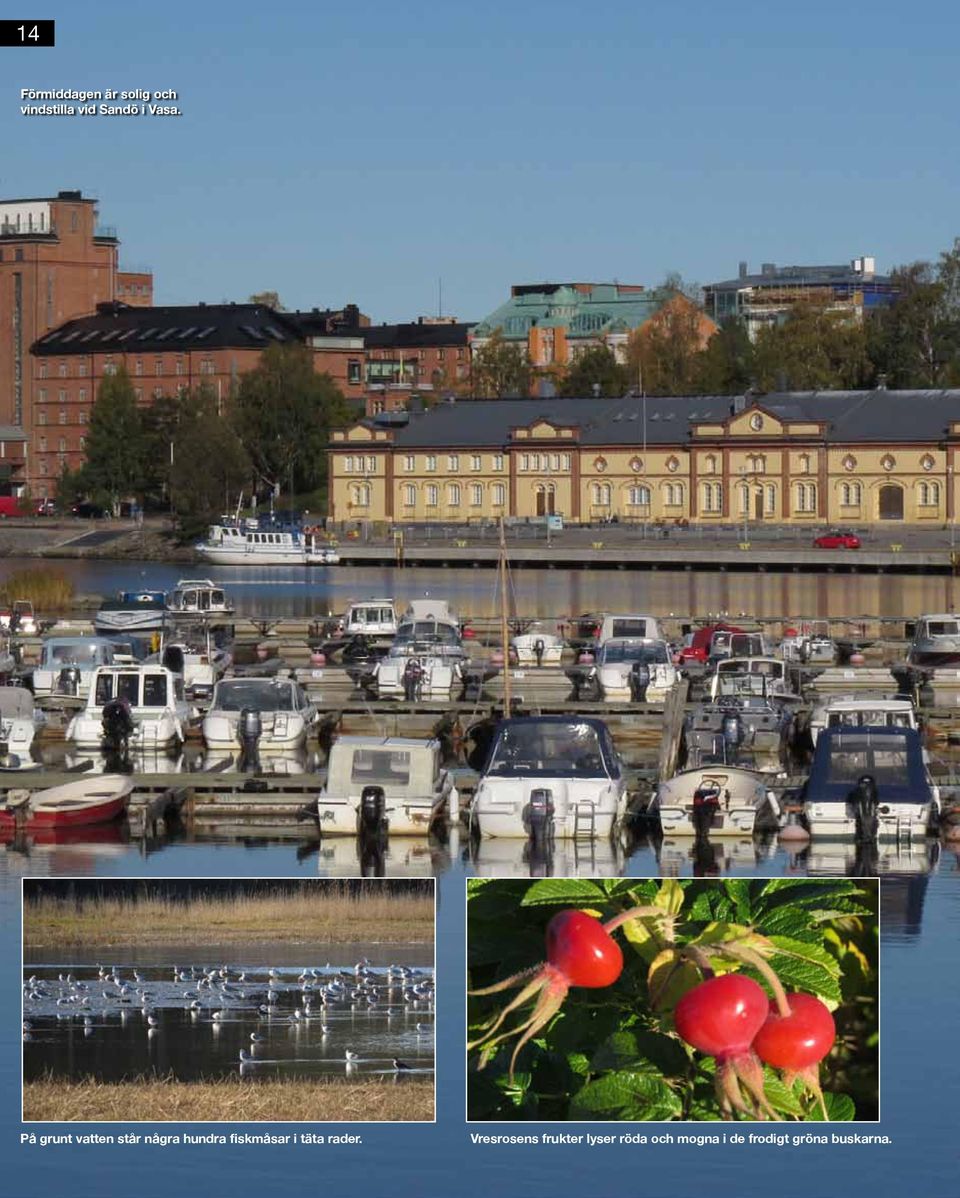 På grunt vatten står några hundra fiskmåsar i