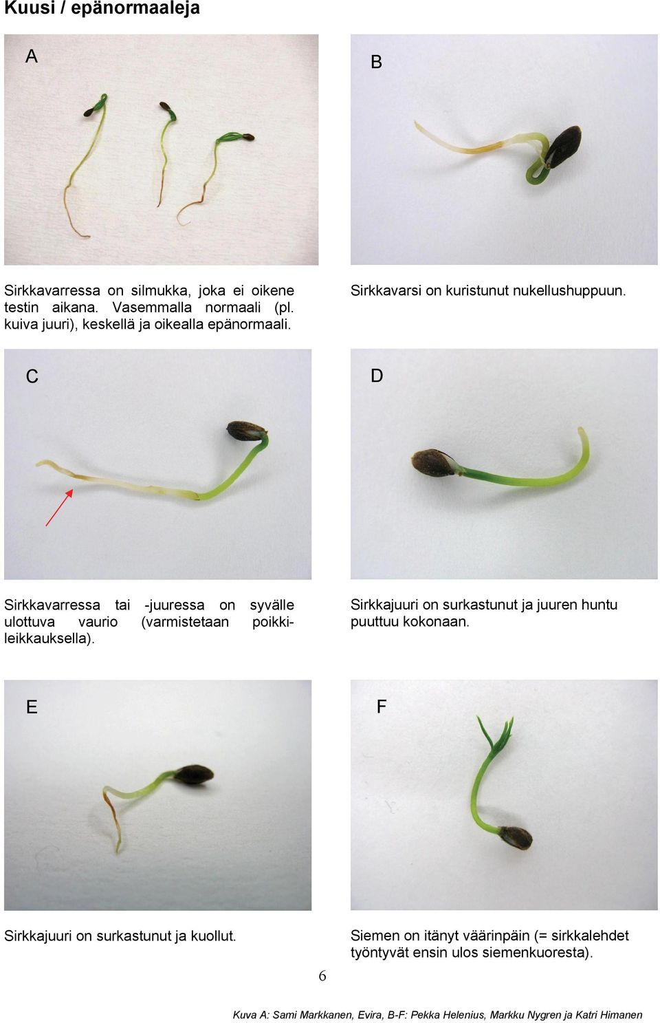 C D Sirkkavarressa tai -juuressa on syvälle ulottuva vaurio (varmistetaan poikkileikkauksella).