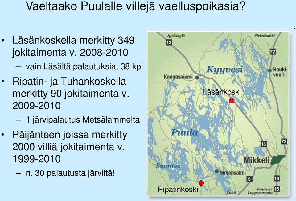 jokitaimenta v.