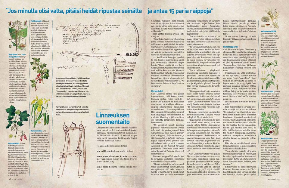 Joitain syyläjuurilajeja hyödynnettiin skrofuloosi-tuberkuloosin (kaulan imusolmukkeiden tuberkuloosin eli risataudin) hoitoon, mihin lajin tieteellinen nimikin, Scrophularia, viittaa. taa. a.