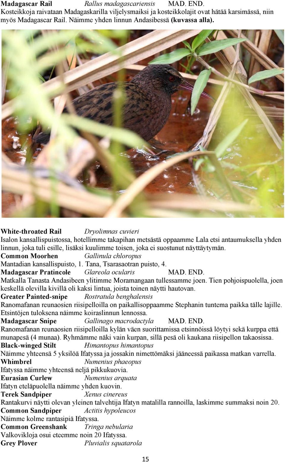 White-throated Rail Dryolimnas cuvieri Isalon kansallispuistossa, hotellimme takapihan metsästä oppaamme Lala etsi antaumuksella yhden linnun, joka tuli esille, lisäksi kuulimme toisen, joka ei