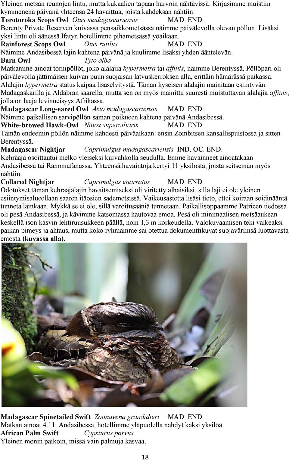 Lisäksi yksi lintu oli äänessä Ifatyn hotellimme pihametsässä yöaikaan. Rainforest Scops Owl Otus rutilus Näimme Andasibessä lajin kahtena päivänä ja kuulimme lisäksi yhden ääntelevän.