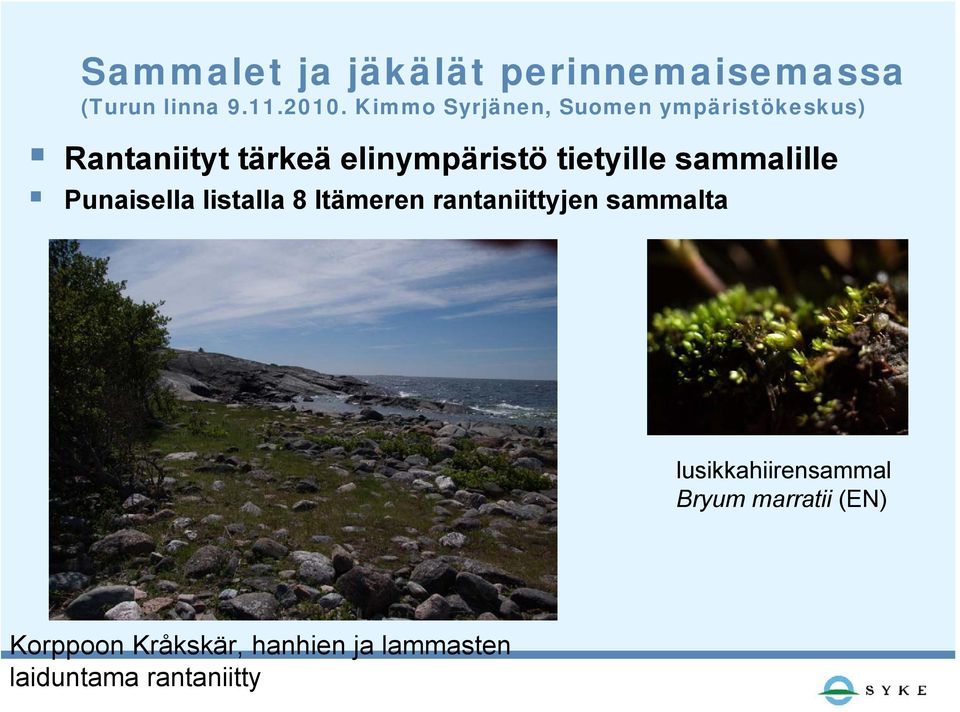 rantaniittyjen sammalta lusikkahiirensammal Bryum