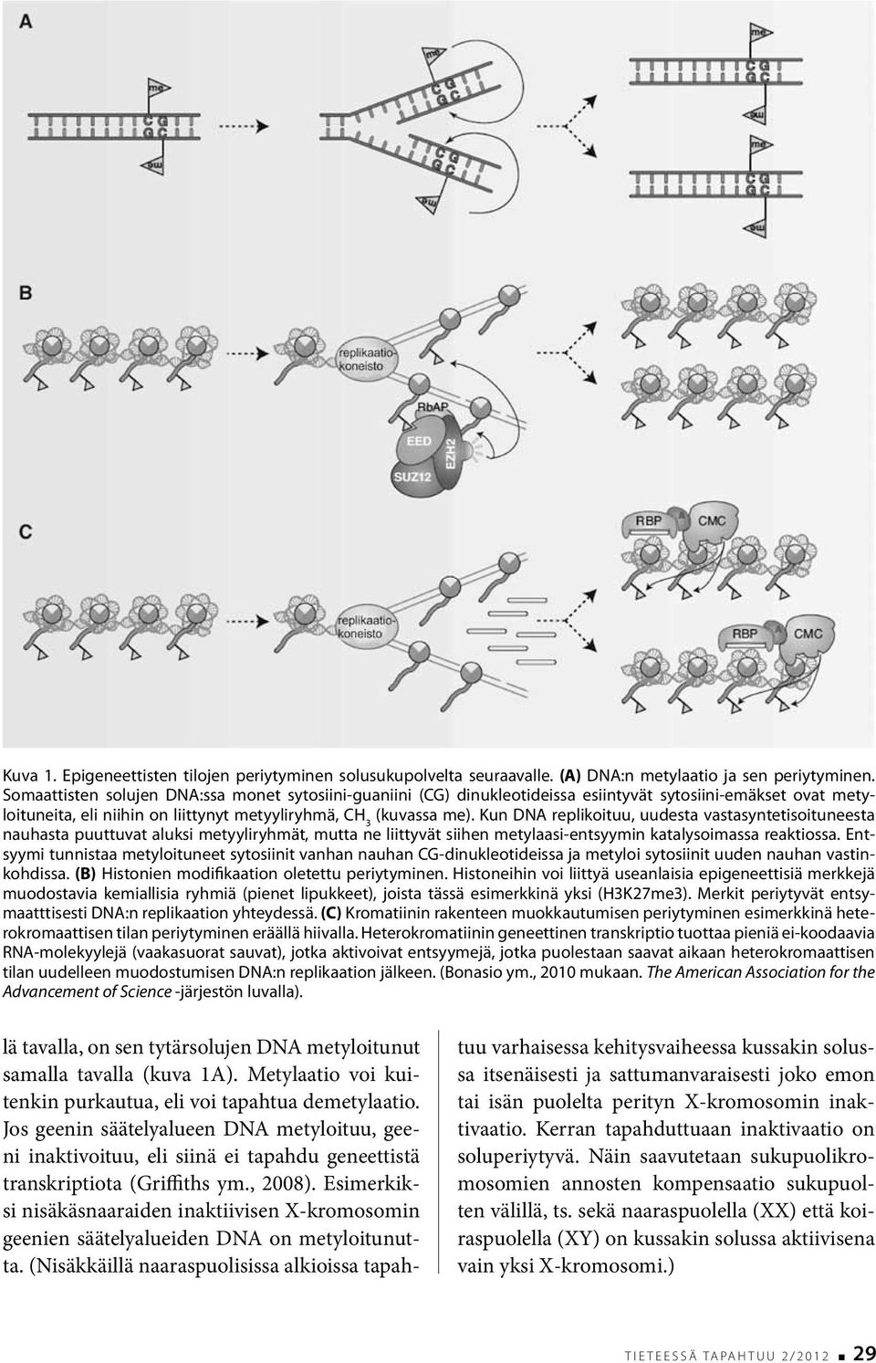 Kun DNA replikoituu, uudesta vastasyntetisoituneesta nauhasta puuttuvat aluksi metyyliryhmät, mutta ne liittyvät siihen metylaasi-entsyymin katalysoimassa reaktiossa.