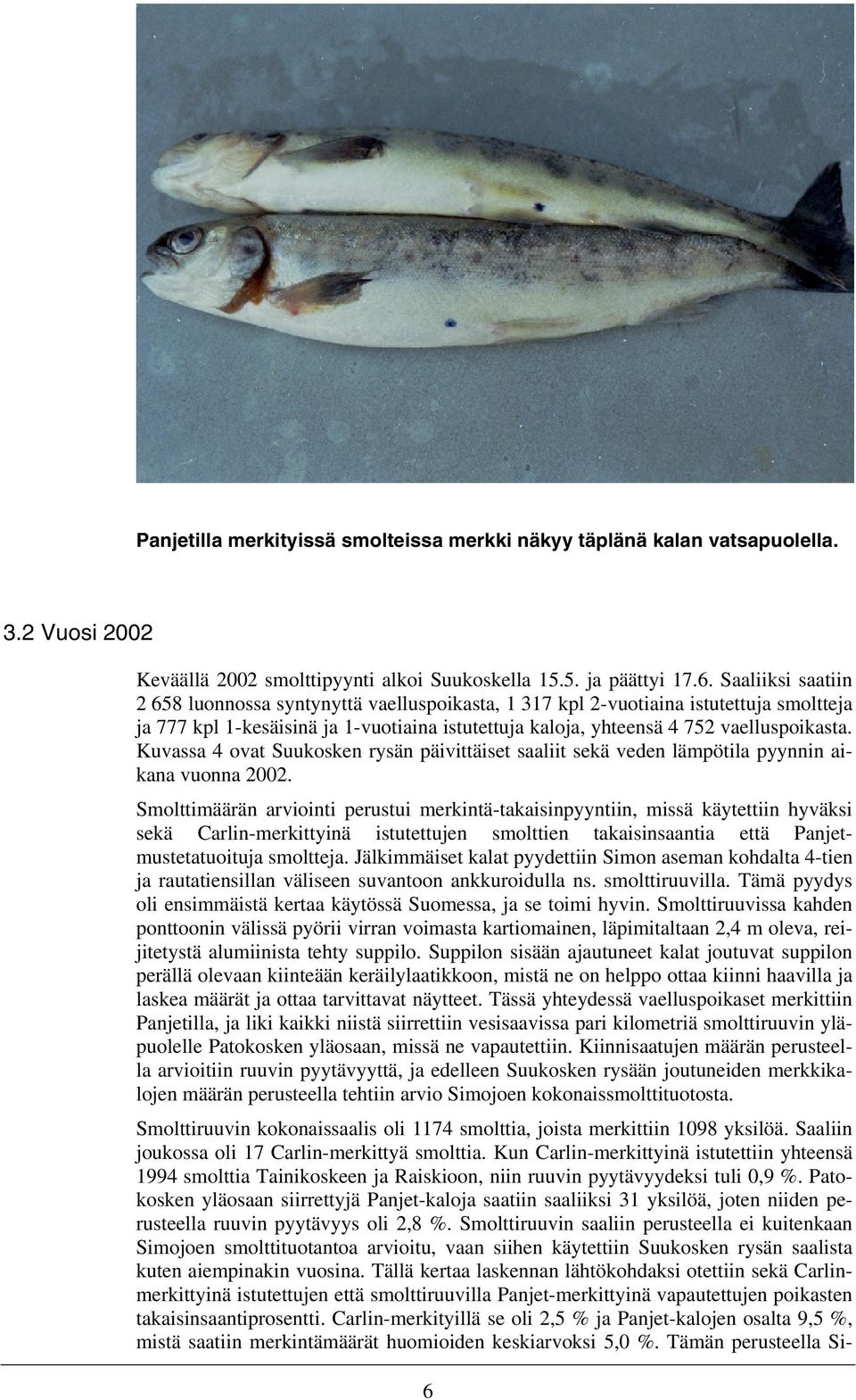 Kuvassa 4 ovat Suukosken rysän päivittäiset saaliit sekä veden lämpötila pyynnin aikana vuonna 22.
