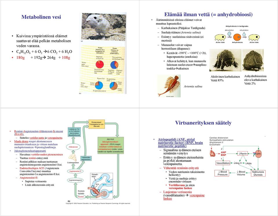 Karhukainen (Pääjakso Tardigrada) Suolaäyriäinen (Artemia salina) Esiintyy suolaisissa sisävesissä (ei merissä) Munasolut voivat vaipua horrostilaan (diapause): Kestävät -190ºC - +100ºC (>2t),