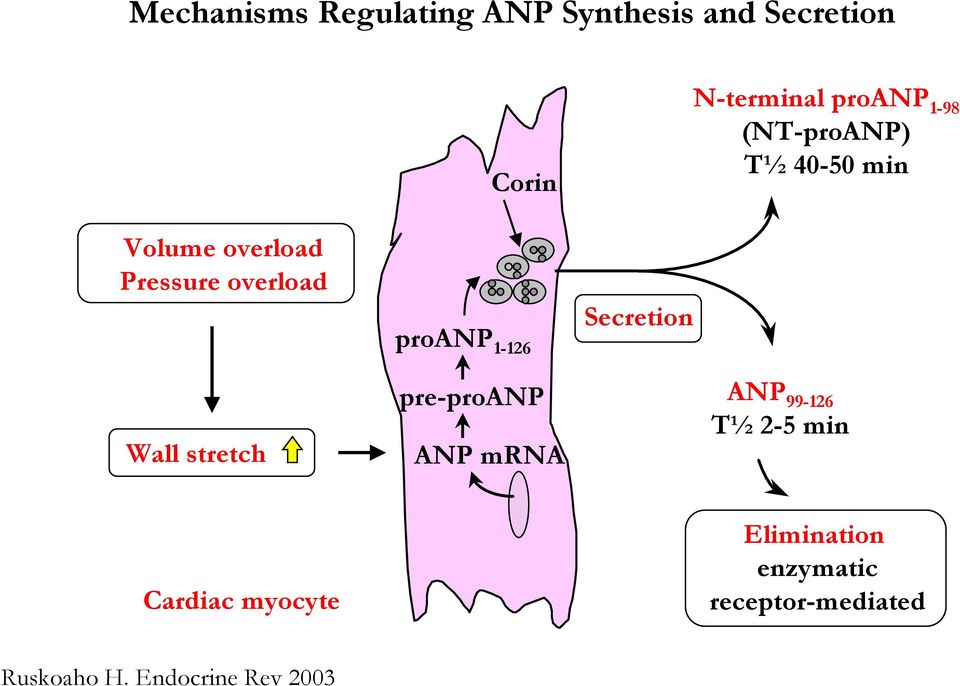 N-terminal proanp 1-98 (NT-proANP) T½ 40-50 min ANP 99-126 T½ 2-5 min