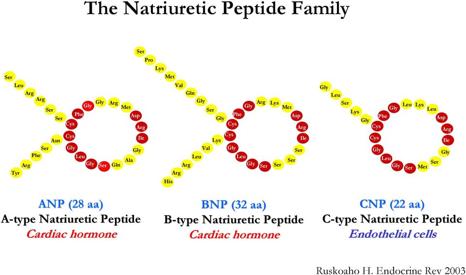 Cys 26 Gly Arg Lys Met Asp Gly Leu Gly Ser Ser 15 H 2 N Arg Ile Ser Ser 20 BNP (32 aa) B-type Natriuretic Peptide Cardiac hormone 1 Gly Leu Ser Gly Lys 5 Phe