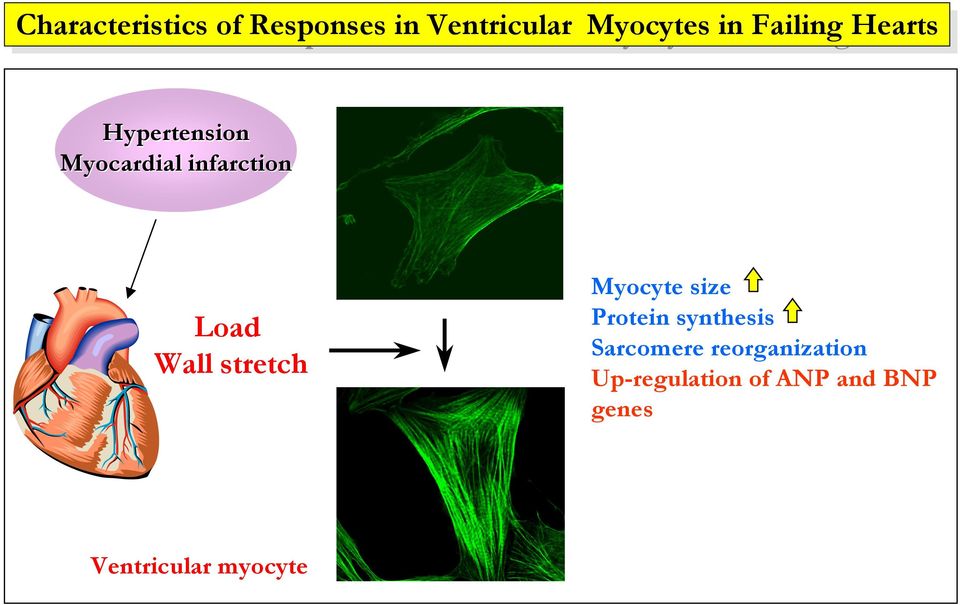 Wall stretch Myocyte size Protein synthesis Sarcomere