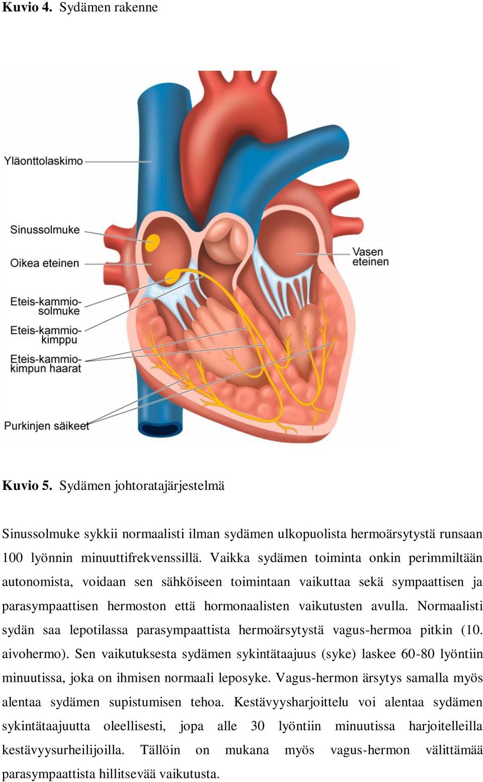 Normaalisti sydän saa lepotilassa parasympaattista hermoärsytystä vagus-hermoa pitkin (10. aivohermo).