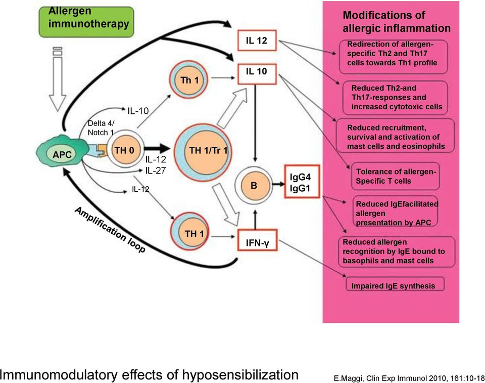 survival and activation of mast cells and eosinophils Tolerance of allergen- Specific T cells TH 1 IFN-γ Reduced lgefacilitated allergen presentation by APC