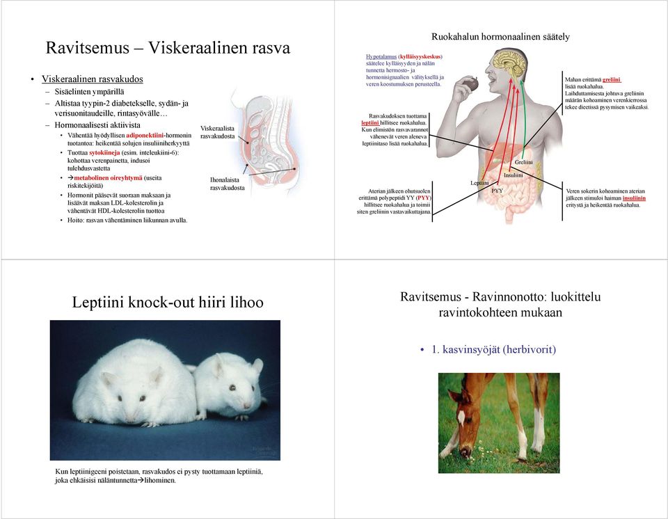 inteleukiini-6): kohottaa verenpainetta, indusoi tulehdusvastetta metabolinen oireyhtymä (useita riskitekijöitä) Hormonit pääsevät suoraan maksaan ja lisäävät maksan LDL-kolesterolin ja vähentävät ä