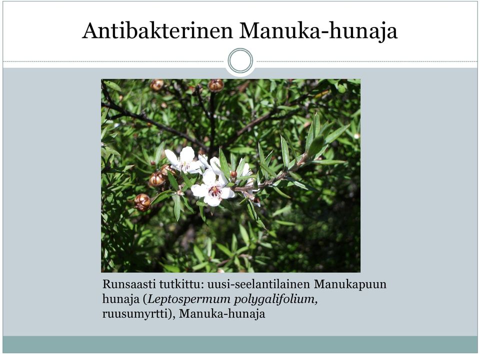 uusi-seelantilainen Manukapuun