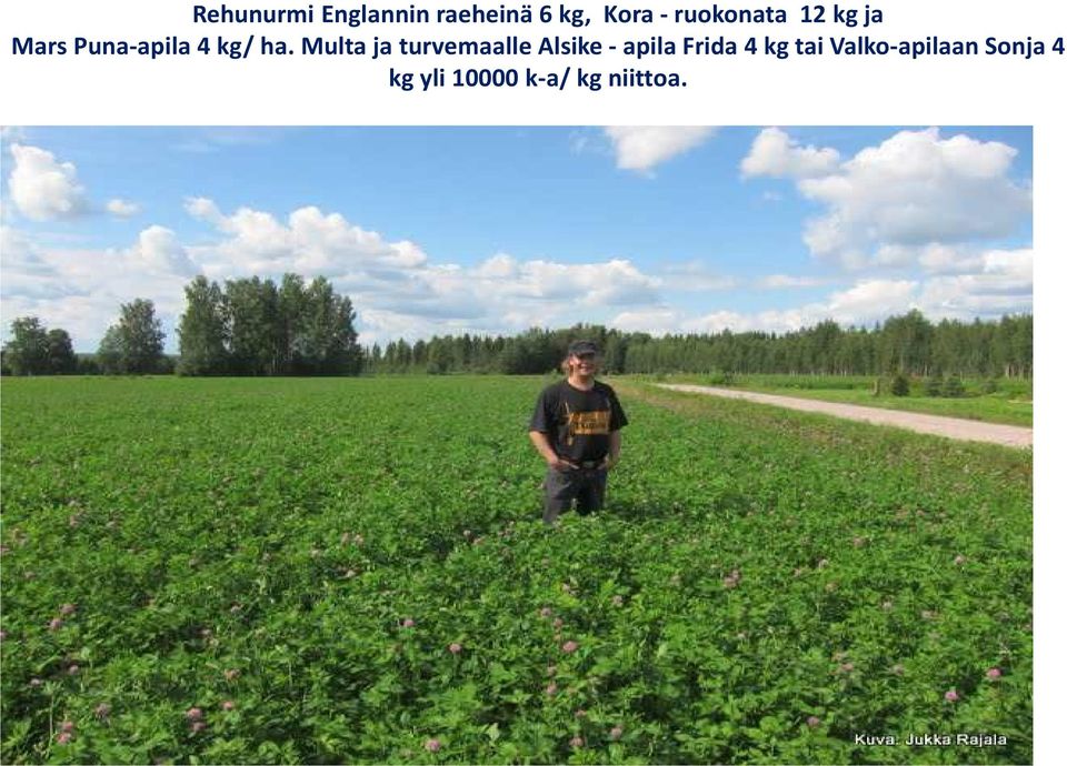 ha. Multa ja turvemaalle Alsike-apila Frida 4