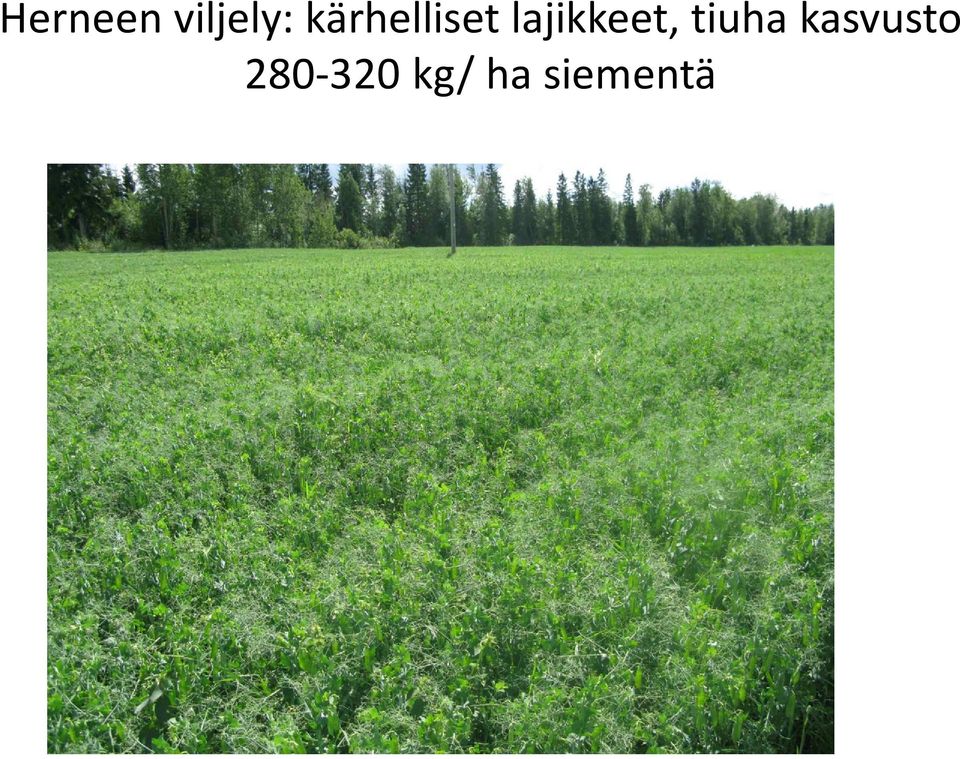 lajikkeet, tiuha