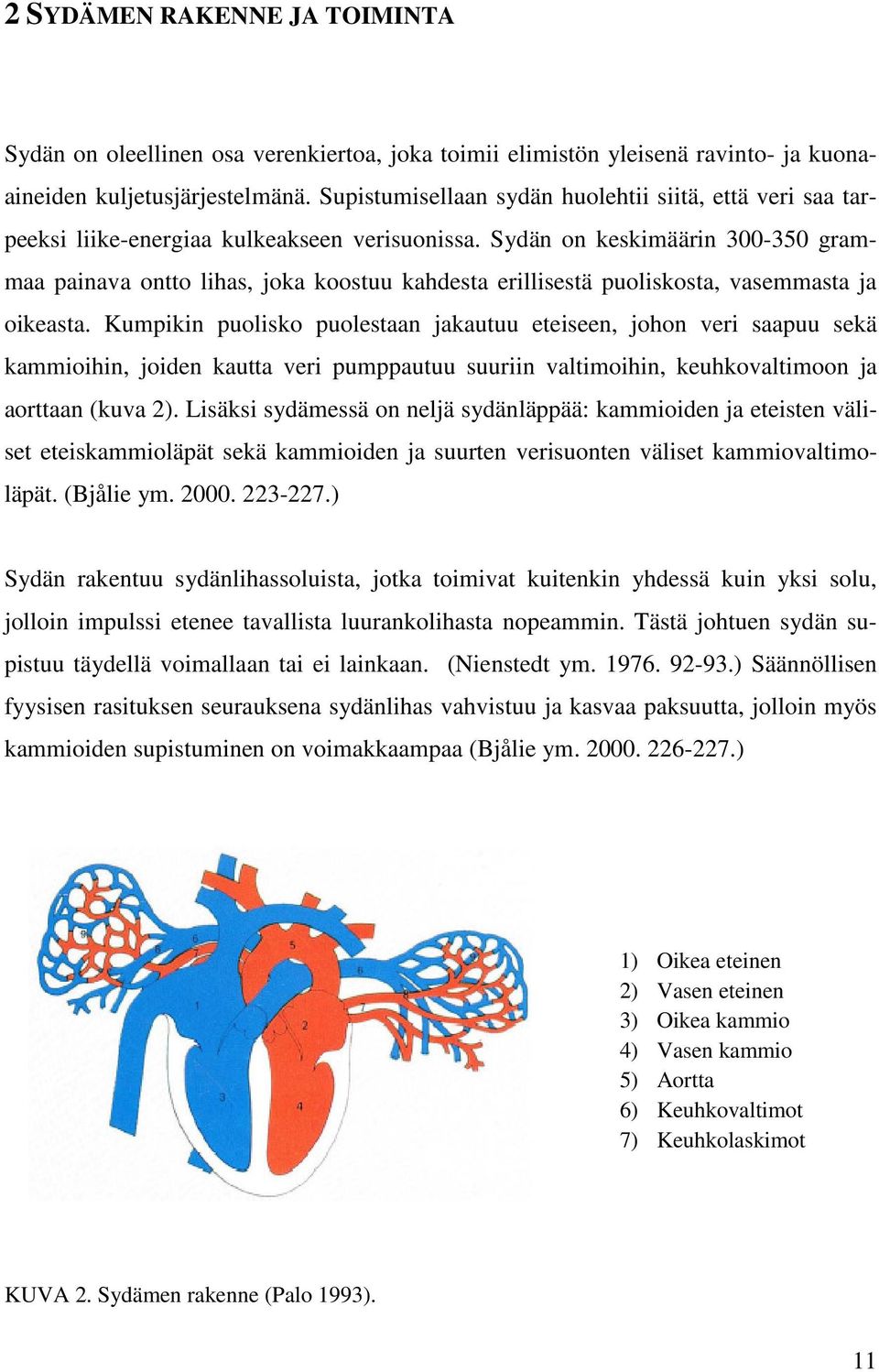 Sydän on keskimäärin 300-350 grammaa painava ontto lihas, joka koostuu kahdesta erillisestä puoliskosta, vasemmasta ja oikeasta.