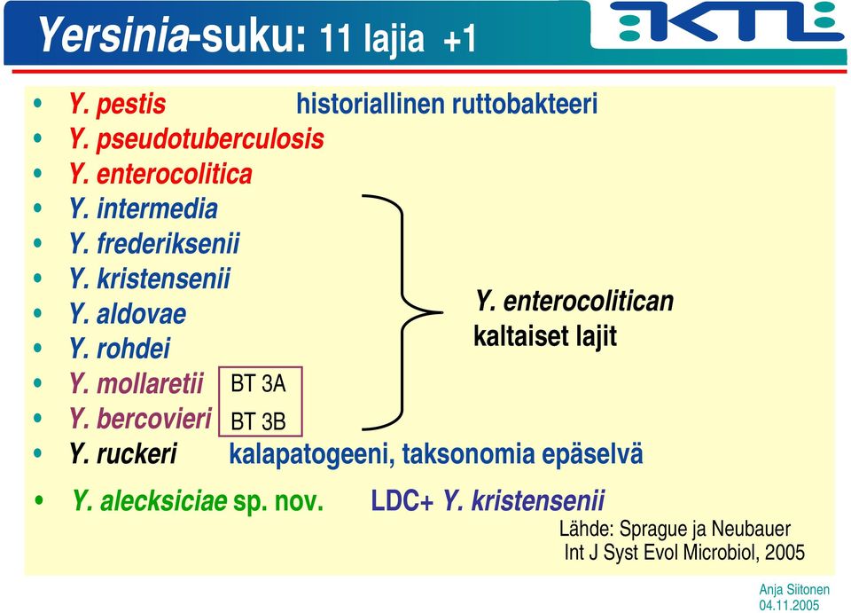 rohdei kaltaiset lajit Y. mollaretii BT 3A Y. bercovieri BT 3B Y.