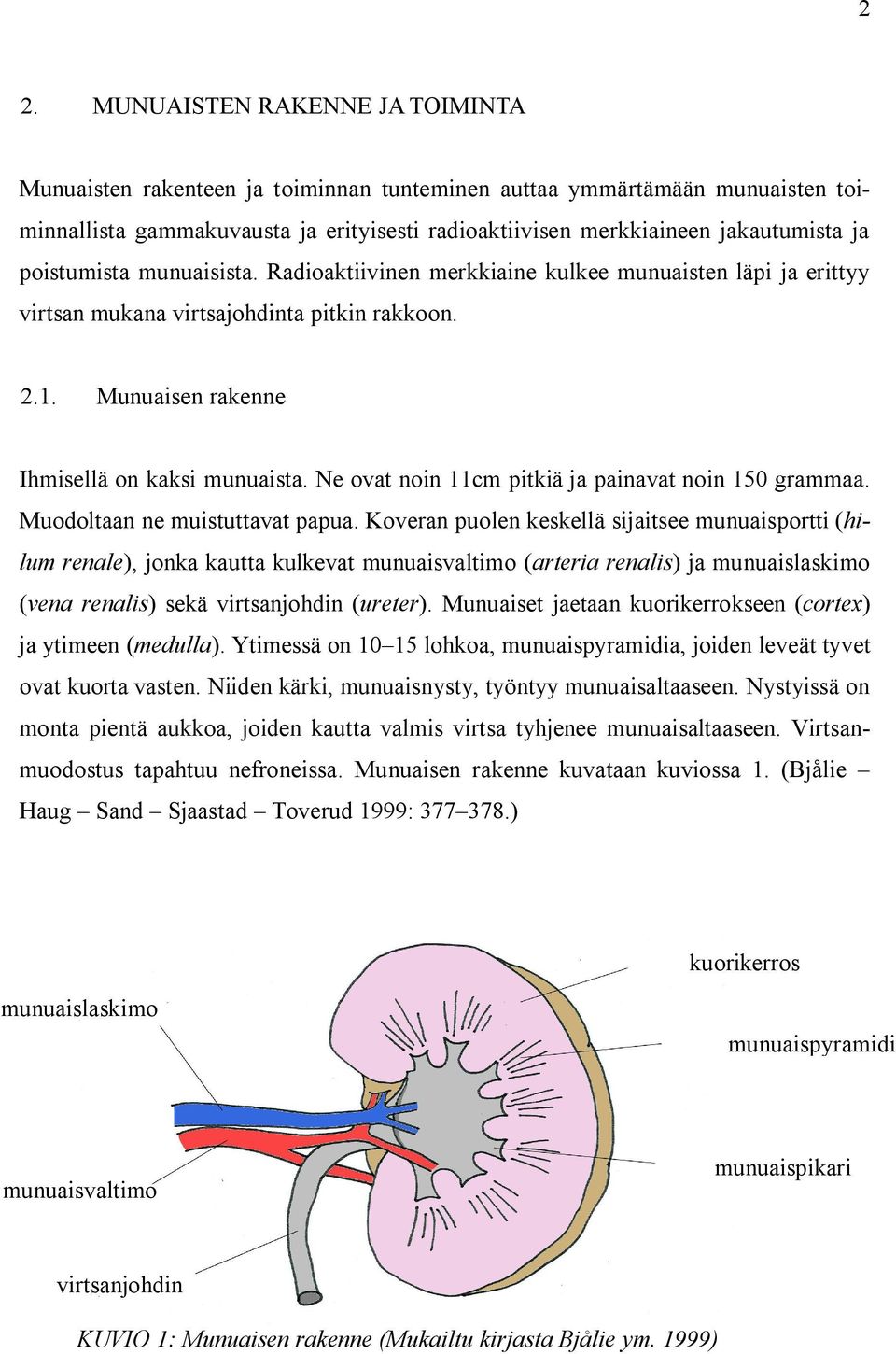 Ne ovat noin 11cm pitkiä ja painavat noin 150 grammaa. Muodoltaan ne muistuttavat papua.