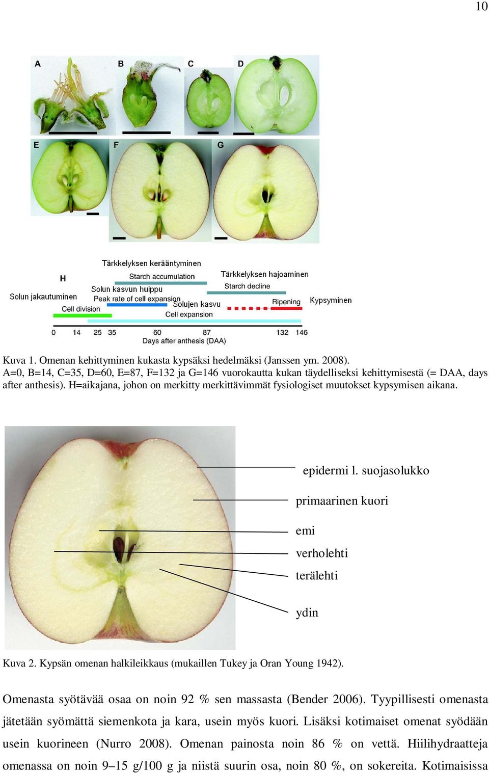 H=aikajana, johon on merkitty merkittävimmät fysiologiset muutokset kypsymisen aikana. epidermi l. suojasolukko primaarinen kuori emi verholehti terälehti ydin Kuva 2.