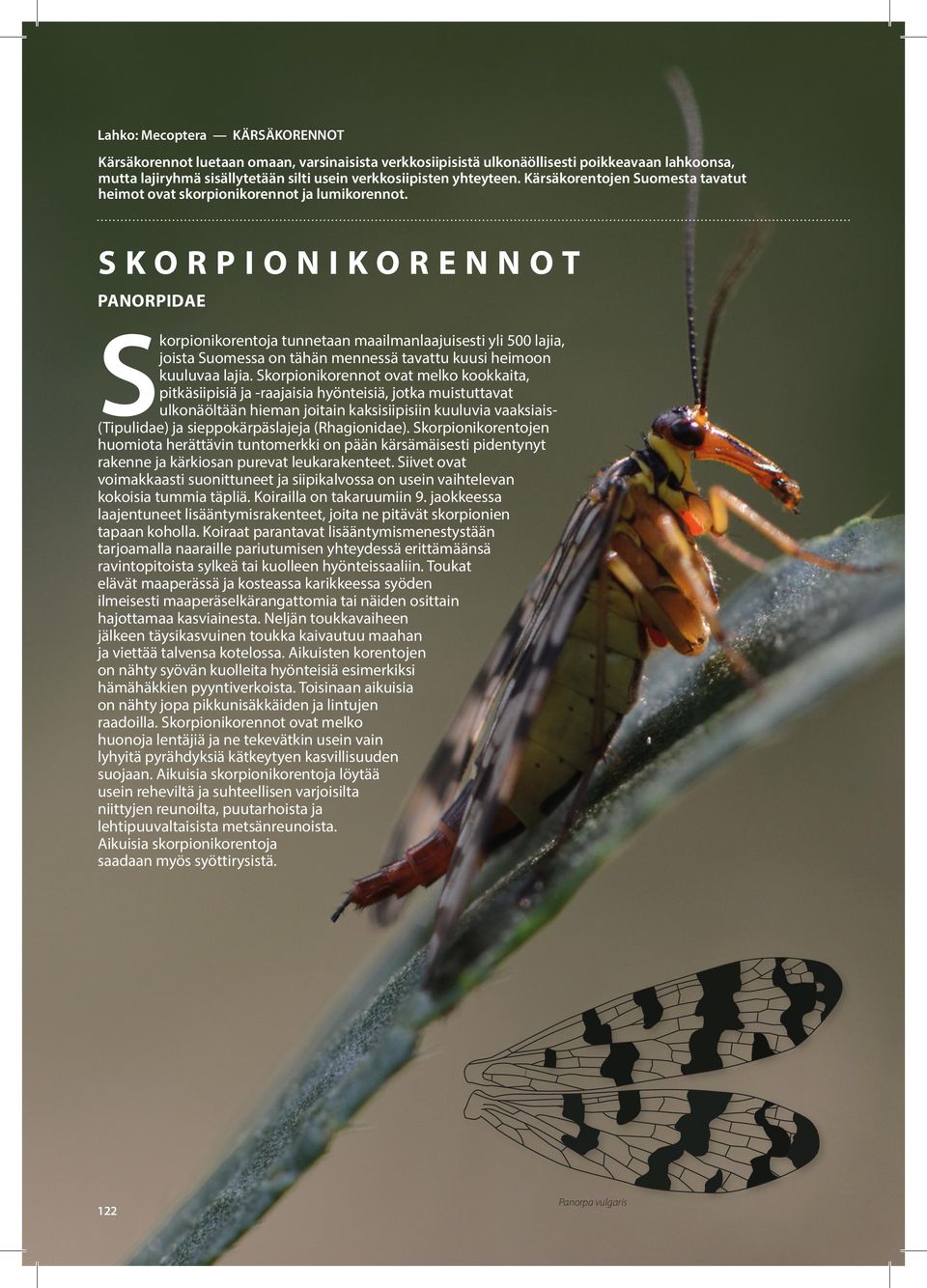 SKORPIONIKORENNO PANORPIDAE Skorpionikorentoja tunnetaan maailmanlaajuisesti yli 500 lajia, joista Suomessa on tähän mennessä tavattu kuusi heimoon kuuluvaa lajia.