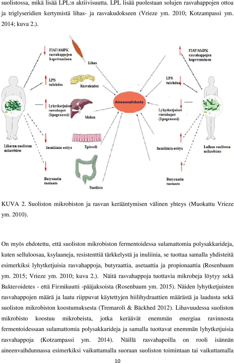 On myös ehdotettu, että suoliston mikrobiston fermentoidessa sulamattomia polysakkarideja, kuten selluloosaa, ksylaaneja, resistenttiä tärkkelystä ja inuliinia, se tuottaa samalla yhdisteitä