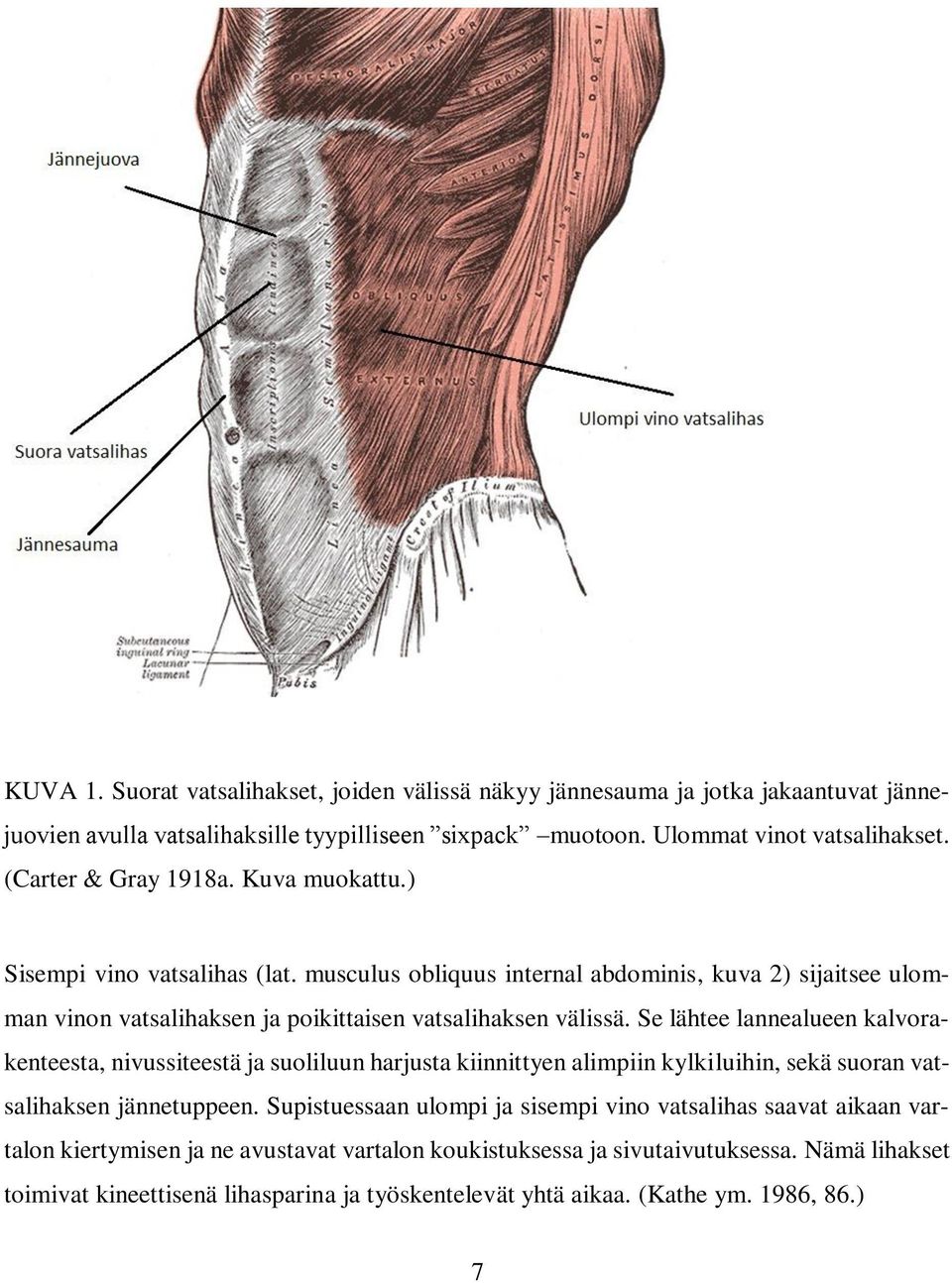 Se lähtee lannealueen kalvorakenteesta, nivussiteestä ja suoliluun harjusta kiinnittyen alimpiin kylkiluihin, sekä suoran vatsalihaksen jännetuppeen.