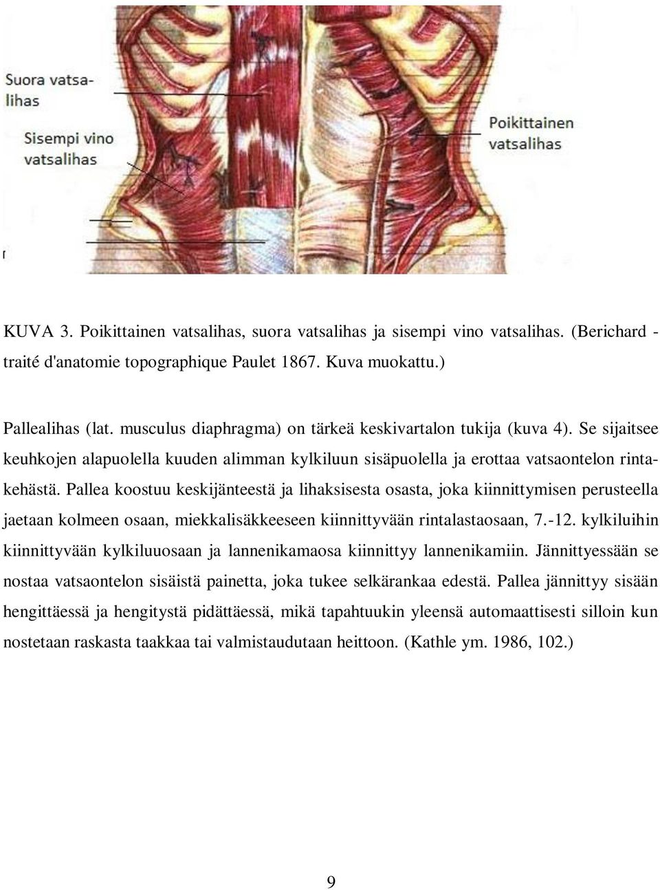 Pallea koostuu keskijänteestä ja lihaksisesta osasta, joka kiinnittymisen perusteella jaetaan kolmeen osaan, miekkalisäkkeeseen kiinnittyvään rintalastaosaan, 7.-12.